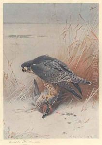 Peregrine Falcon on Teal by Archibald Thorburn