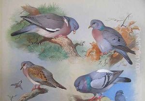A Wood Pigeon, A Stock Dove, A Turtle Dove, A Rock Pigeon by Archibald Thorburn