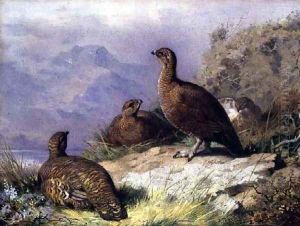 Red Grouse on the Shore of a Loch
