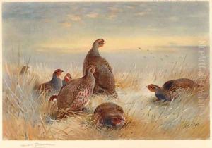 Partridges in the Stubble by Archibald Thorburn
