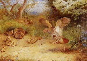 Summer Partridge and Chicks by Archibald Thorburn