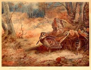 Woodcock thumbnail
