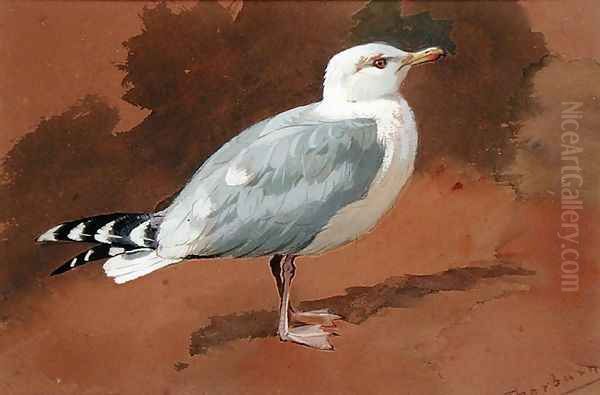 Gull - view 1