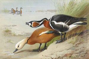 Ruddy Shelduck and Red-Breasted Goose by Archibald Thorburn