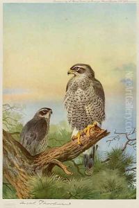 Goshawk by Archibald Thorburn