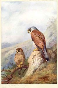 Kestrel by Archibald Thorburn