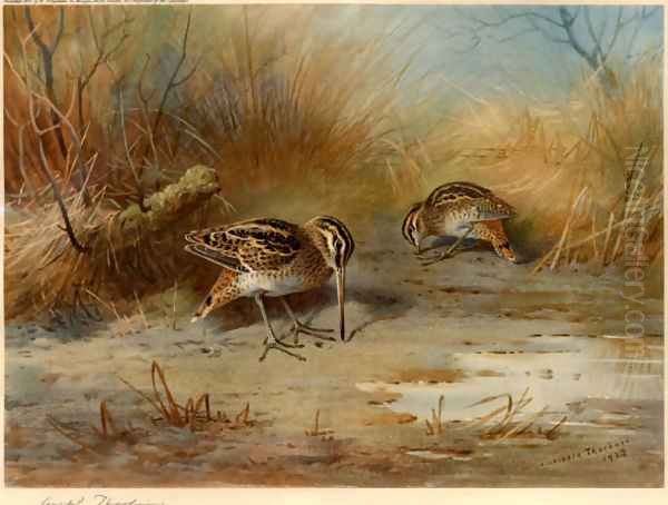 Snipe Probing - view 1