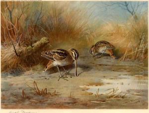 Snipe Probing by Archibald Thorburn