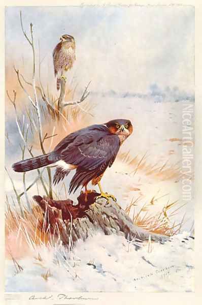 Sparrowhawk - view 1