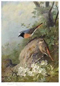 Cock and Hen Redstarts by Archibald Thorburn