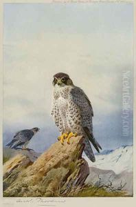 Gyr-Falcon by Archibald Thorburn