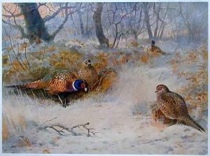 Frost in the Coverts