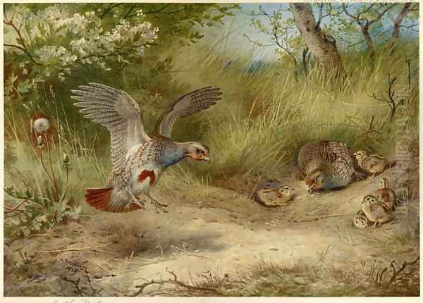 Partridges and Young - view 1