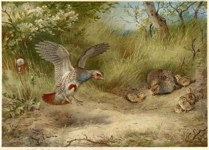 Partridges and Young