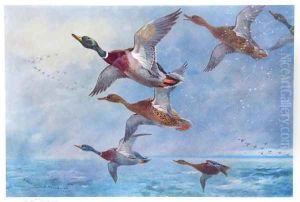Mallard in Squally Weather