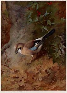 Jay by Archibald Thorburn