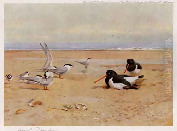 Oyster Catchers, Terns and Ringed Plovers - view 1