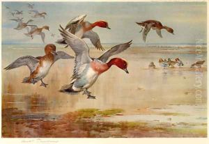 Wigeon Alighting