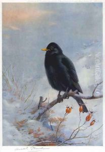 Winter Blackbird by Archibald Thorburn