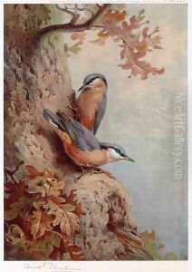Nuthatches by Archibald Thorburn