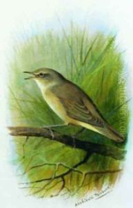 Reed Warbler by Archibald Thorburn