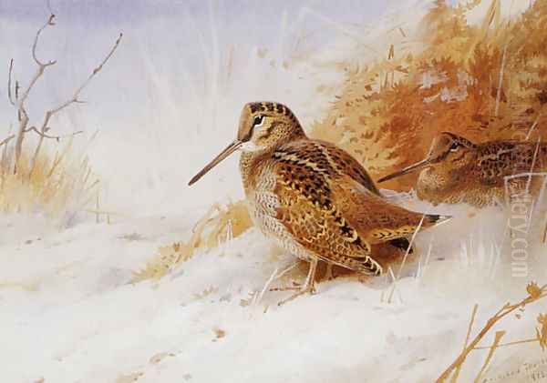 Winter Woodcock - view 1