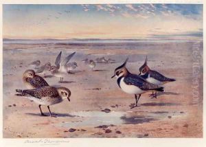 Lapwing and Golden Plover