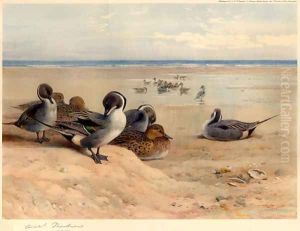 Pintails on the Shore by Archibald Thorburn