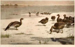 Unapproachable Geese