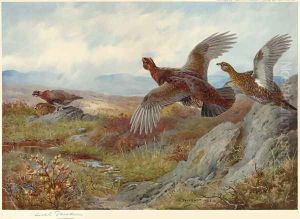 Grouse Over the Moor Grouse Over the Moor