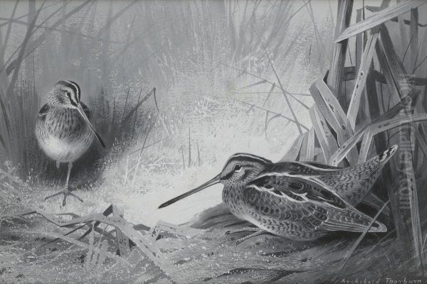 Snipe - view 1