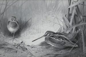 Snipe by Archibald Thorburn