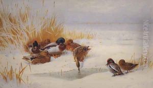 Mallard and Teal