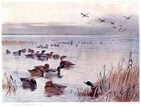 Mallard on the Lake at Sandringham - view 1