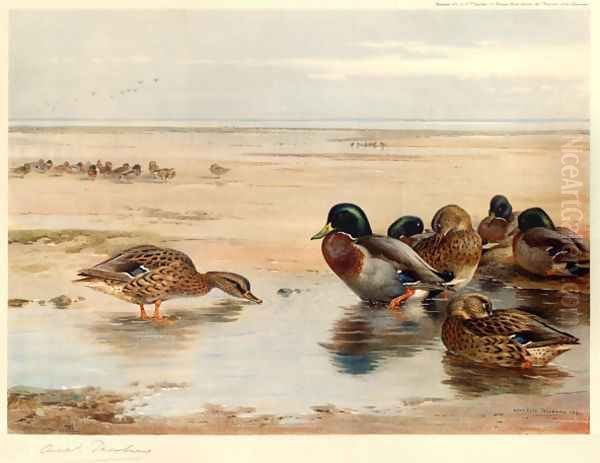 Mallard on the Shore - view 1