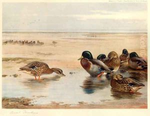Mallard on the Shore