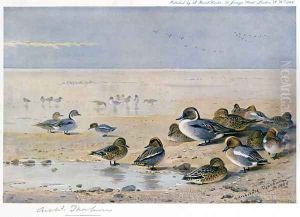 Pintail, Wigeon and Teal by Archibald Thorburn