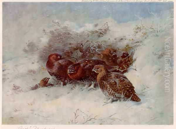 Grouse Sheltering - view 1