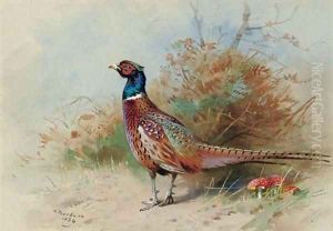 A cock pheasant 3