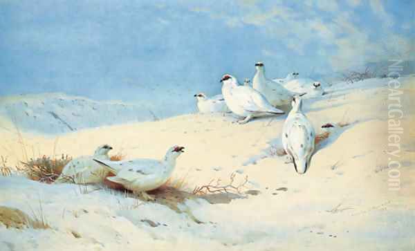 'In the rays of the morning sun' Ptarmigan in the snow by Archibald Thorburn