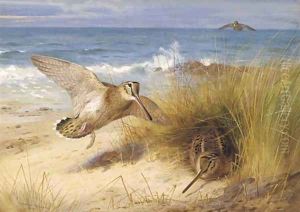 A haven of rest Woodcock on the shore