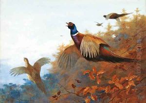 Breaking out of Cover Pheasant in flight by Archibald Thorburn