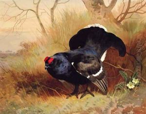 A Blackcock in a Woodland Clearing by Archibald Thorburn