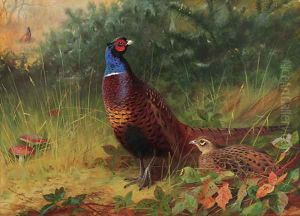 'In the Furze Breake' A cock and hen pheasant among gorse by Archibald Thorburn