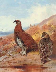 A pair of red grouse, in moorland