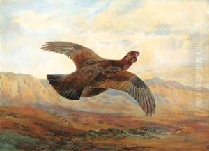 A Red Grouse in flight above Moorland by Archibald Thorburn