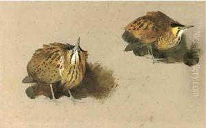 Bittern studies by Archibald Thorburn