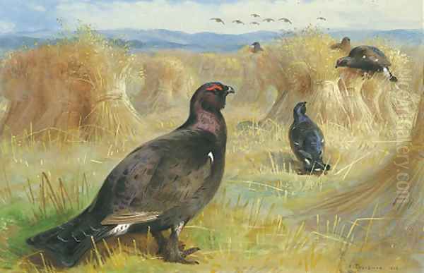 Blackcock amongst the corn stookes - view 1