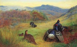 Blackcock fighting by Archibald Thorburn