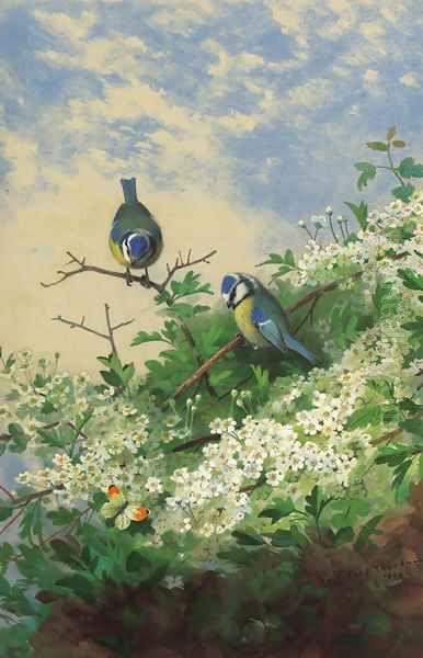 Blue tits and an orange tip butterfly among hawthorn blossom - view 1